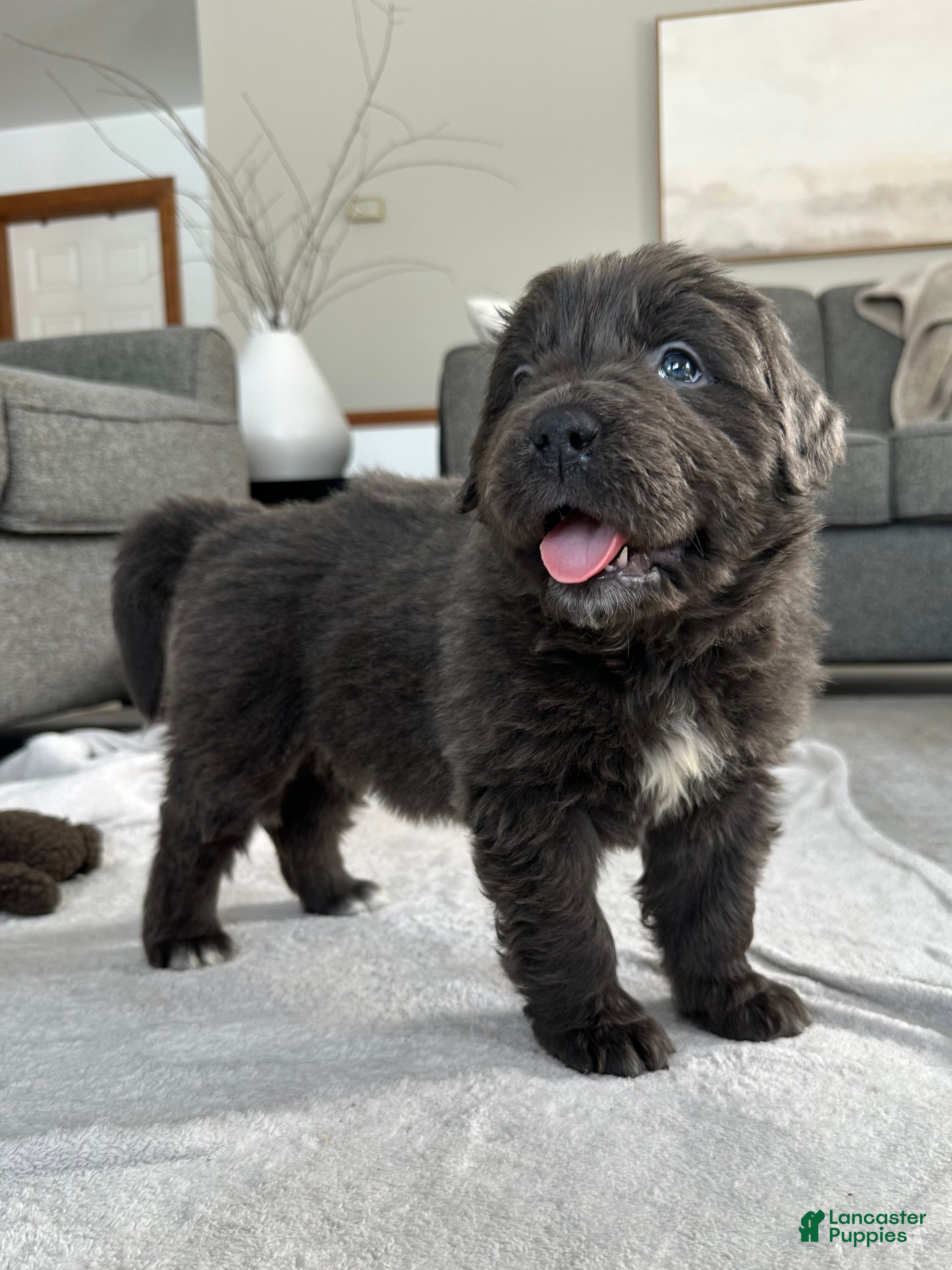 Newfoundland dogs OFA, AKC, CH “ Tessa”  - Ad 2