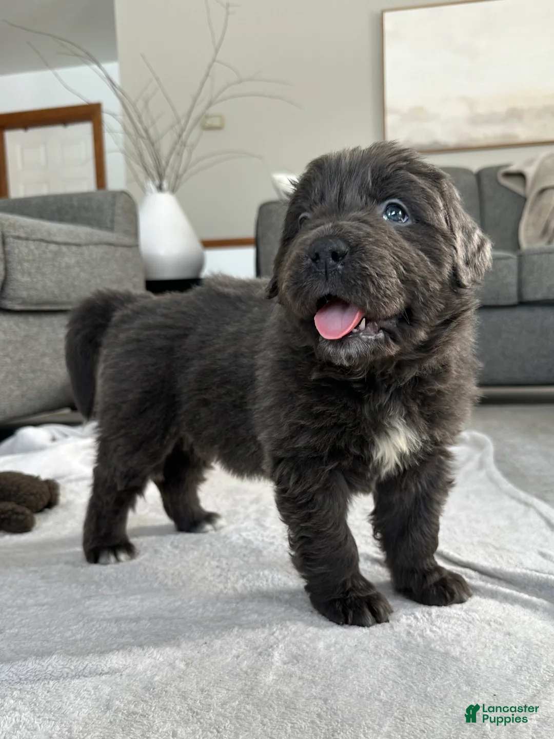 Newfoundland dogs for sale: OFA, AKC, CH “ Tessa”  - Ad 2