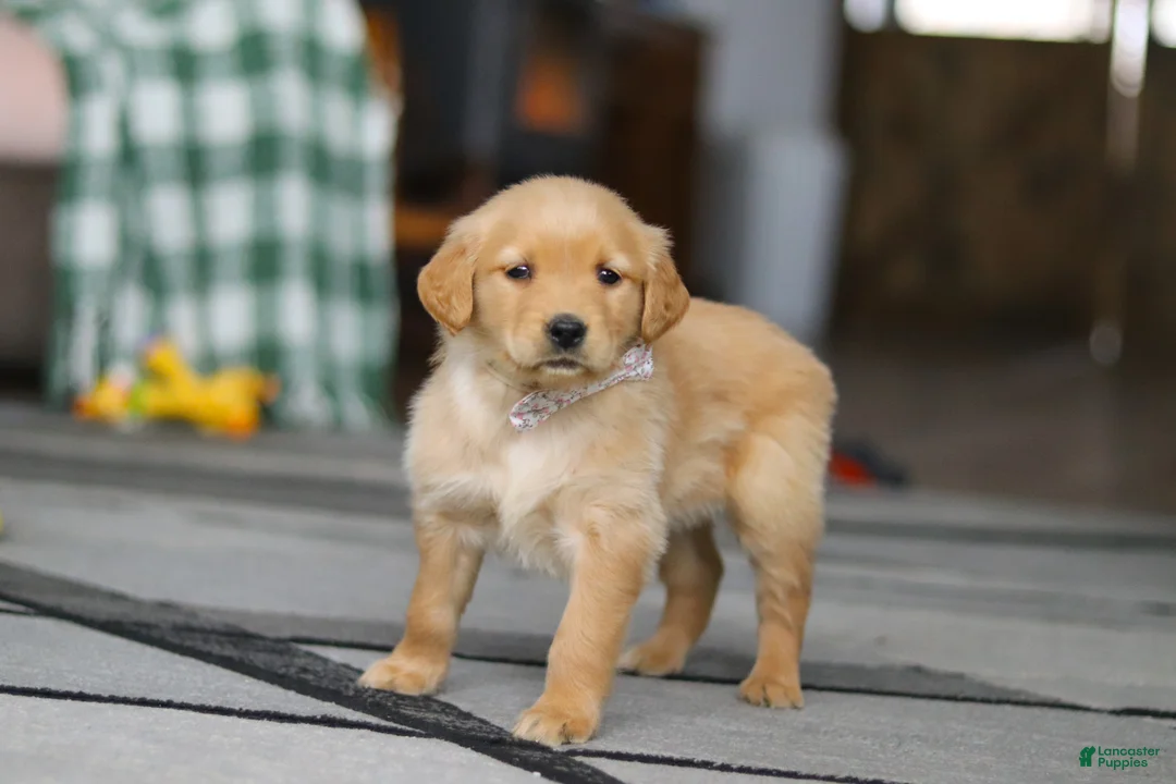 Golden Retriever dogs for sale: Cally - Ad 5