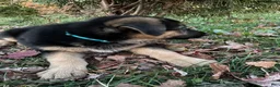 German Shepherd dogs for sale: Stormy Gale - Ad 6