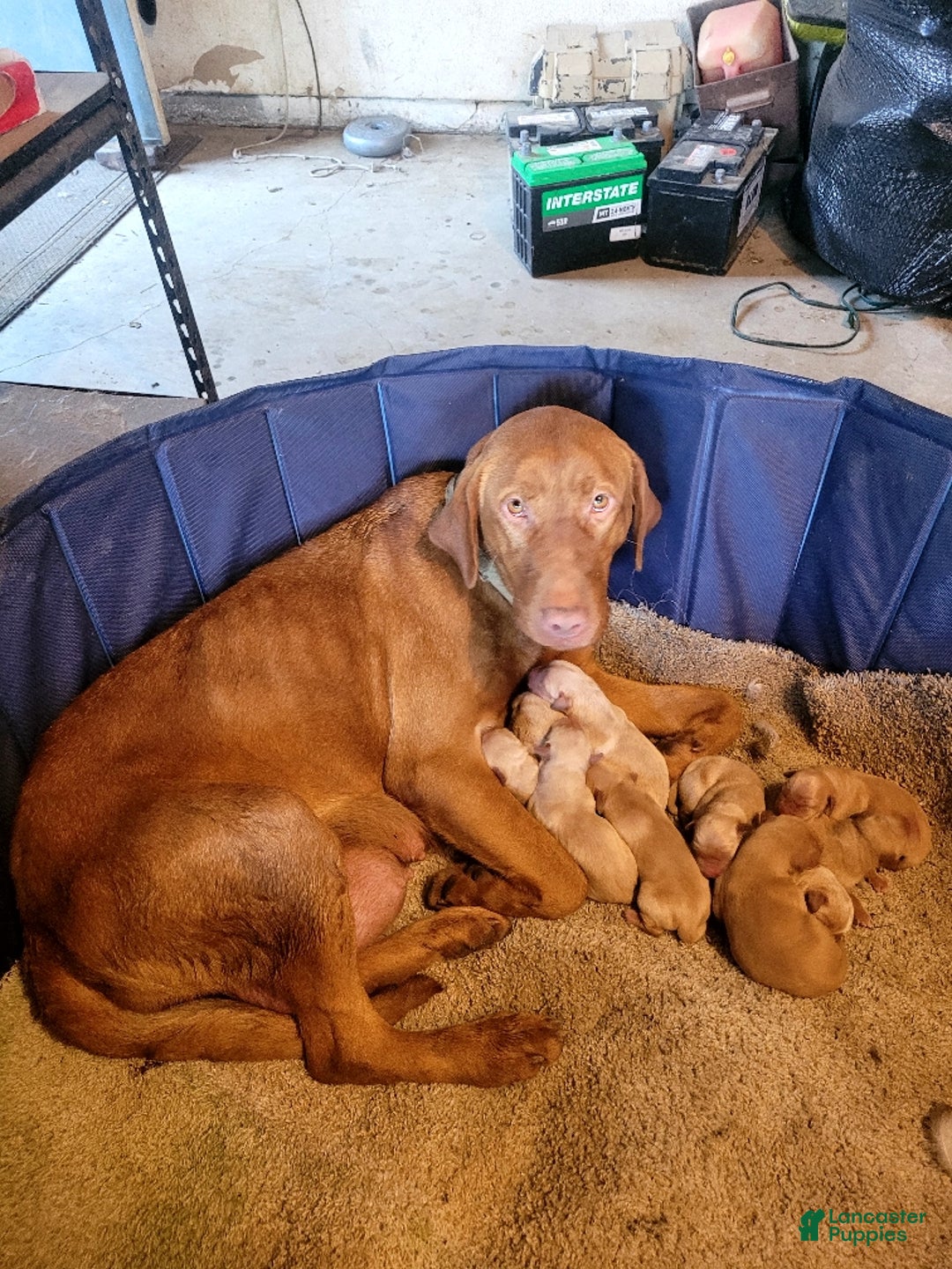 Labrador Retriever dogs for sale: Labrador Retriever Puppy 4 - Ad 2