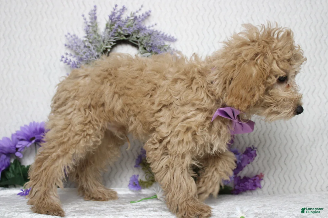 Toy Poodle dogs for sale: Buckeye - Ad 7