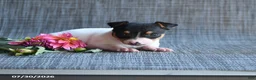 Toy Fox Terrier dogs for sale: Garth - Ad 3
