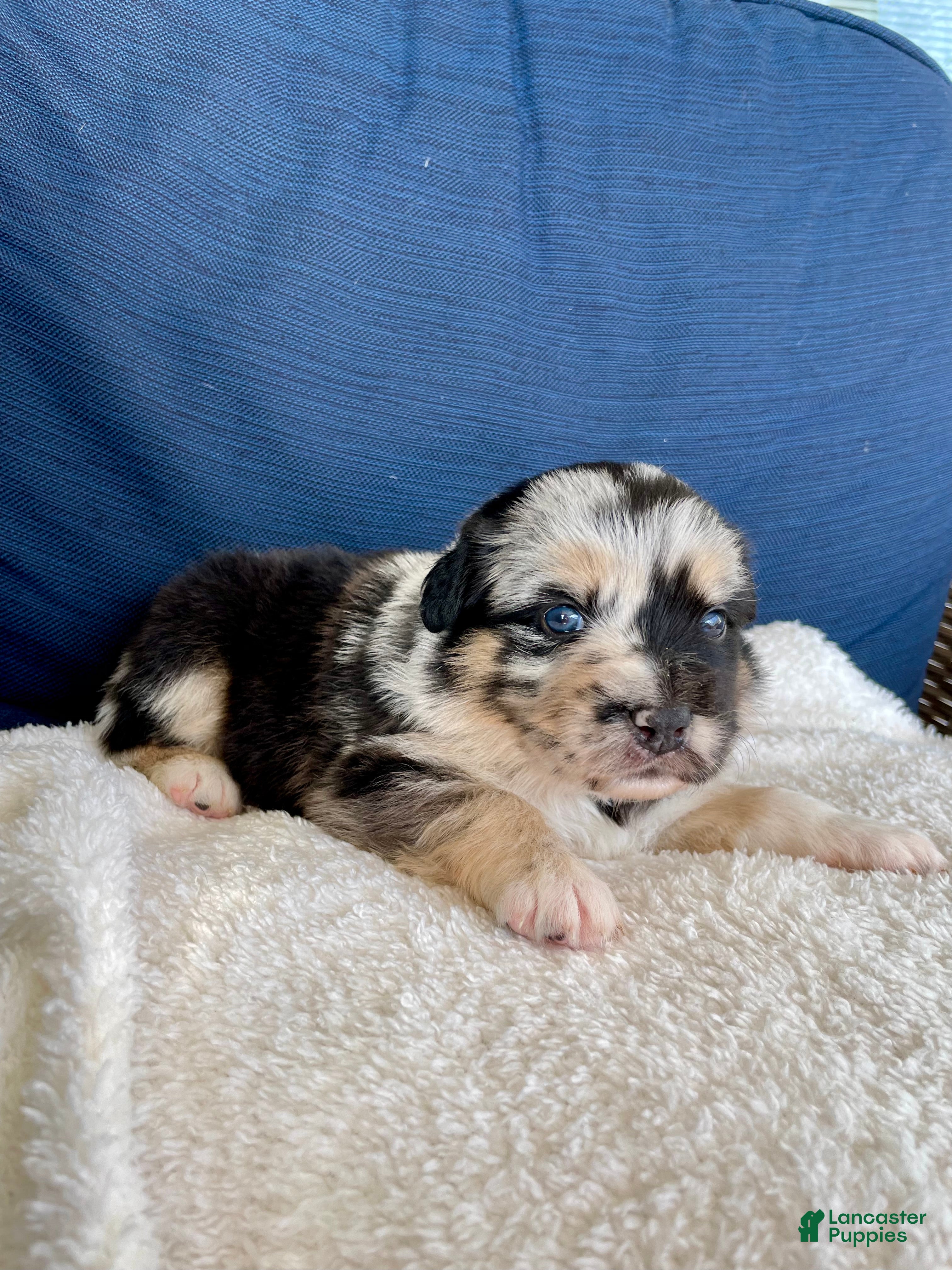 Australian Shepherd dogs Sheira - Ad 21