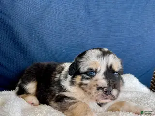 Australian Shepherd dogs Sheira - Ad 21