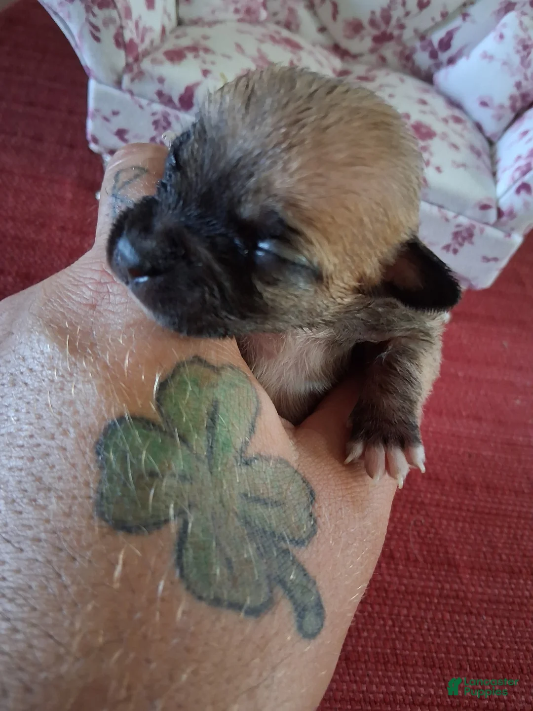 Chihuahua dogs for sale: Maple - Ad 2