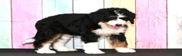 Bernedoodle dogs for sale: Bernedoodle 1 - Ad 4