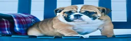 English Bulldog dogs for sale: Brandi - Ad 2