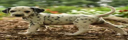 Dalmatian dogs for sale: Oreo - Ad 3