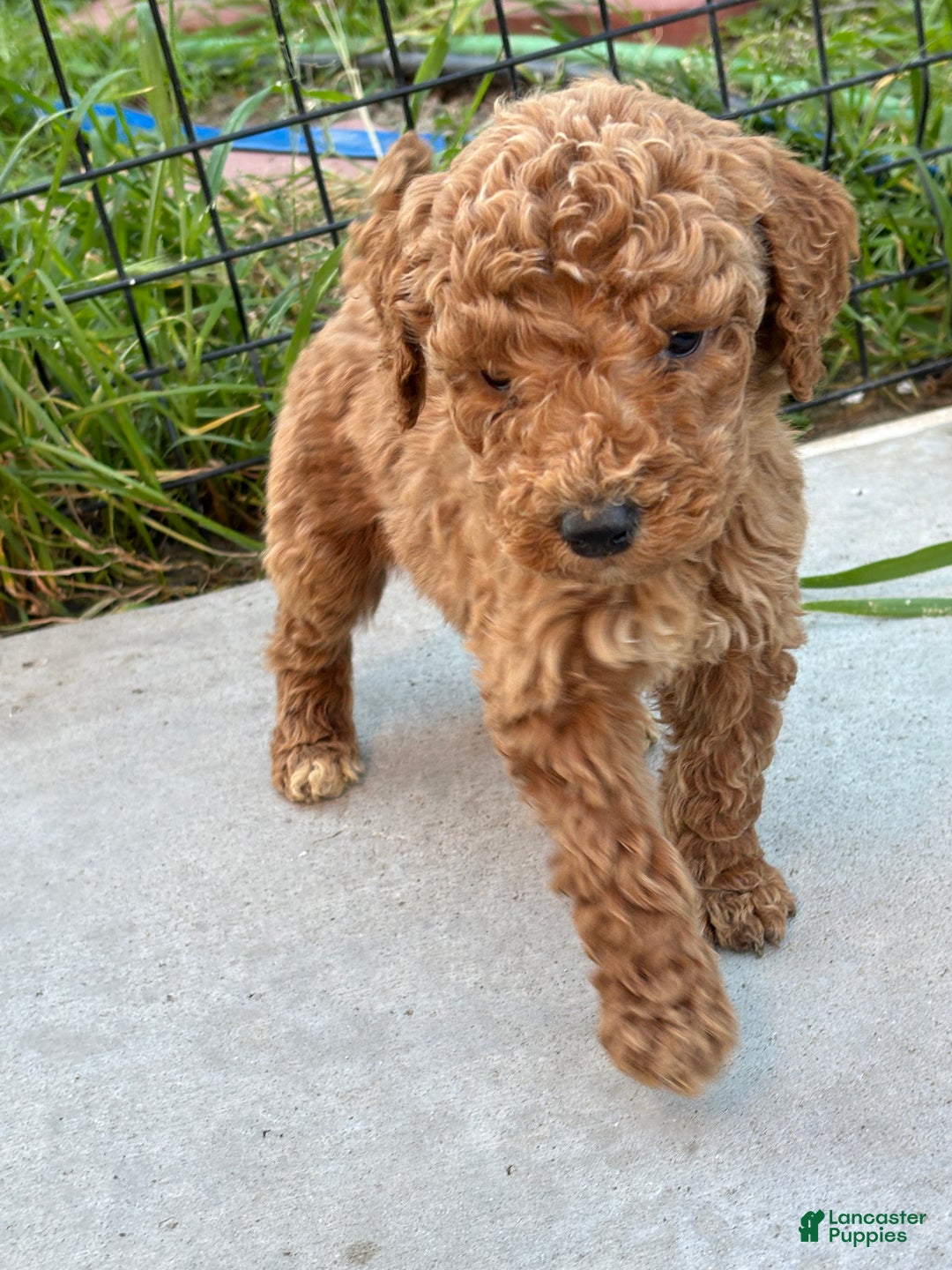 Standard Poodle dogs for sale: Frank - Ad 5