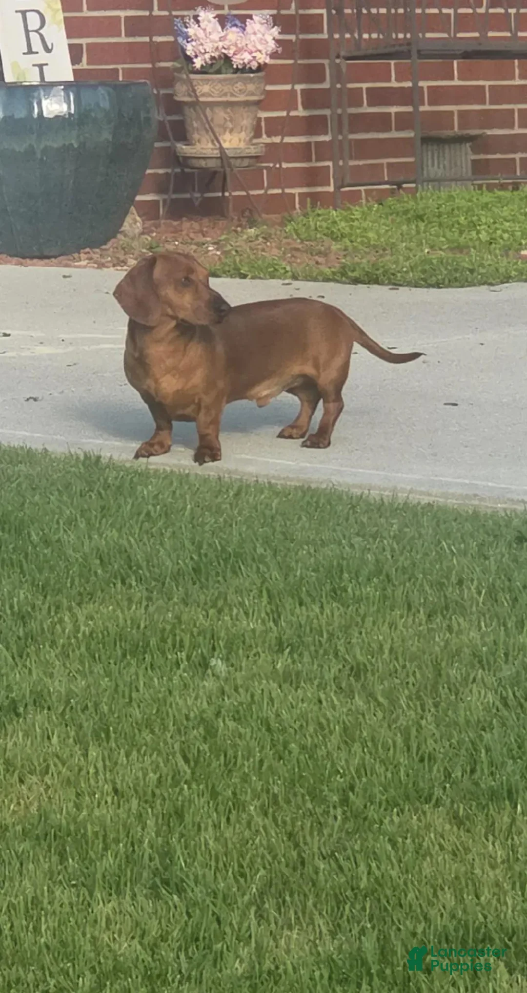 Dachshund dogs for stud: Frankie - Ad 4