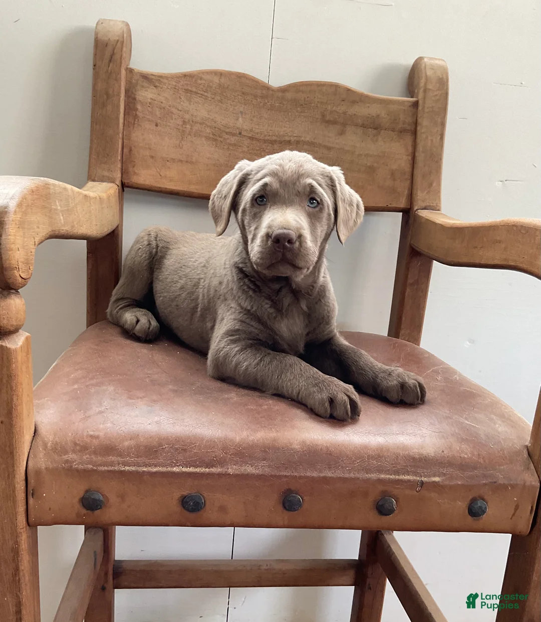 Labrador Retriever dogs for sale: Elliot - Ad 8