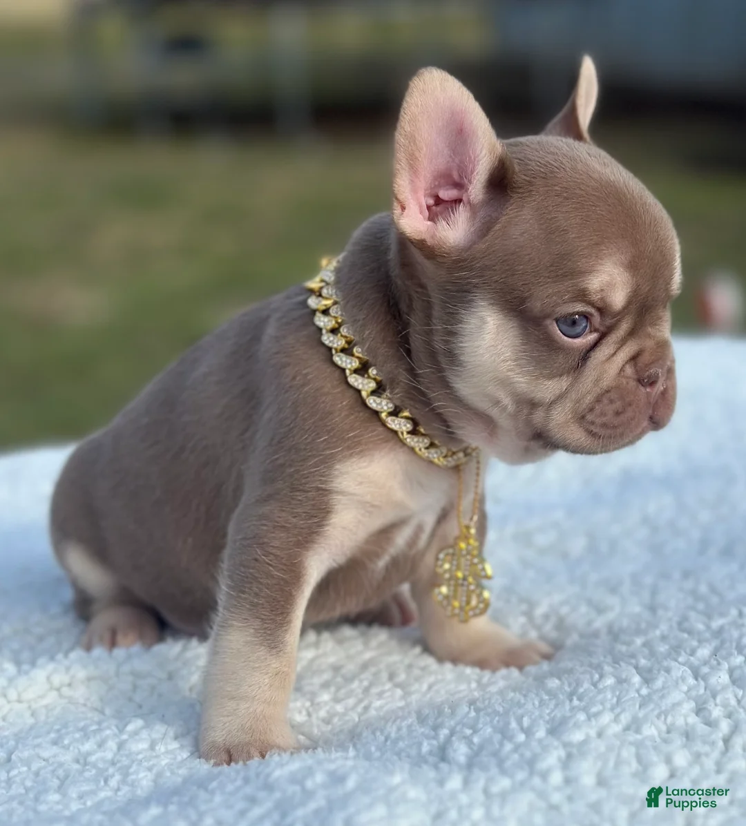 French Bulldog dogs for sale: Luciano  - Ad 4