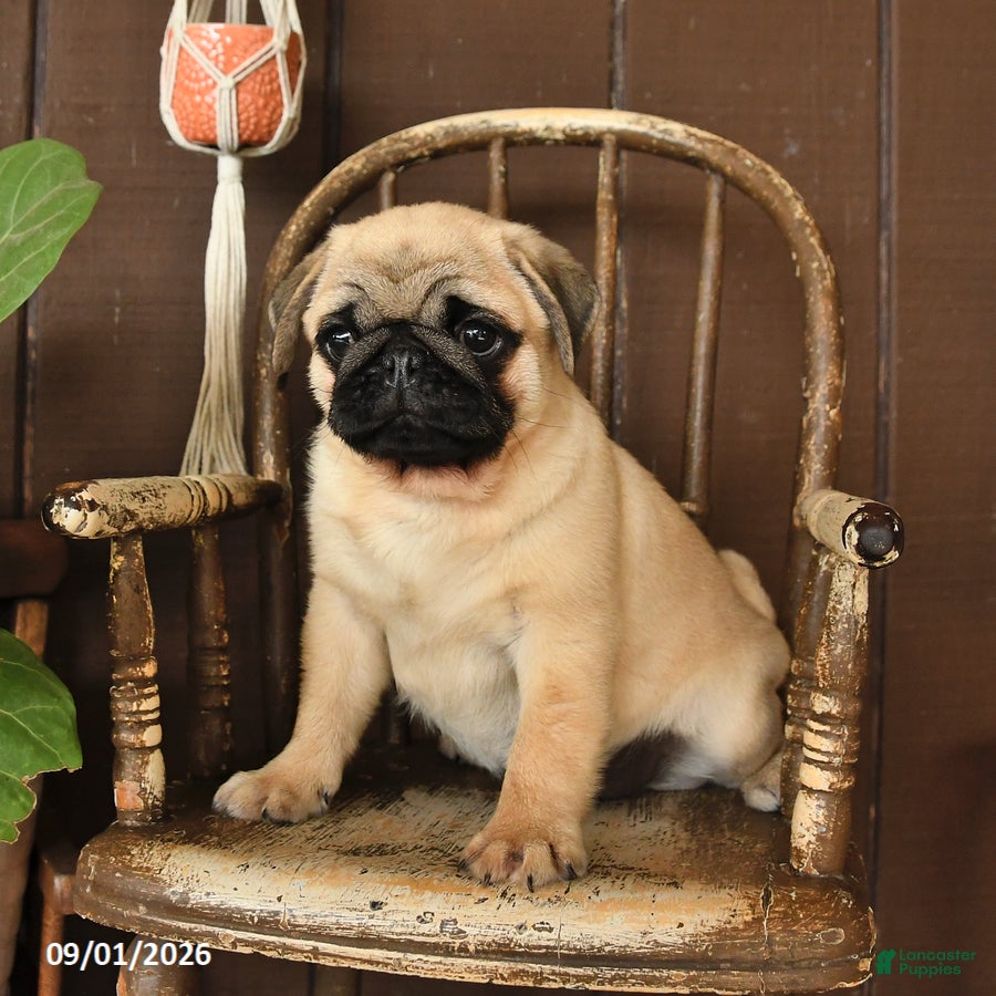 Pug dogs Spud  - Ad 2