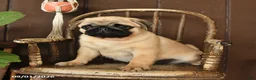 Pug dogs for sale: Spud  - Ad 2