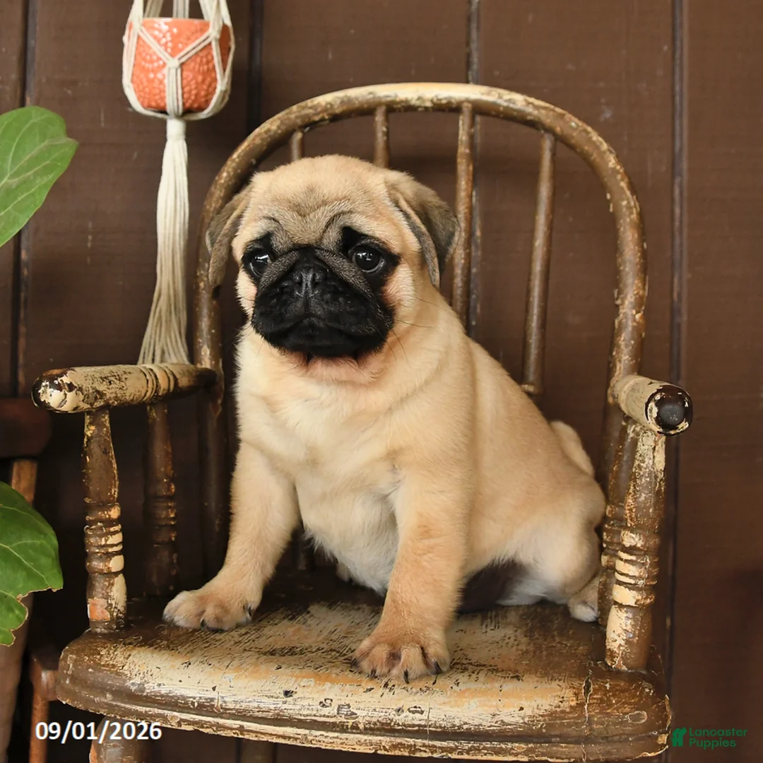 Pug dogs for sale: Spud  - Ad 2