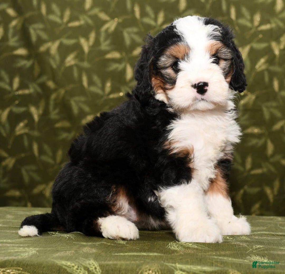 Gallery Image {{count}}