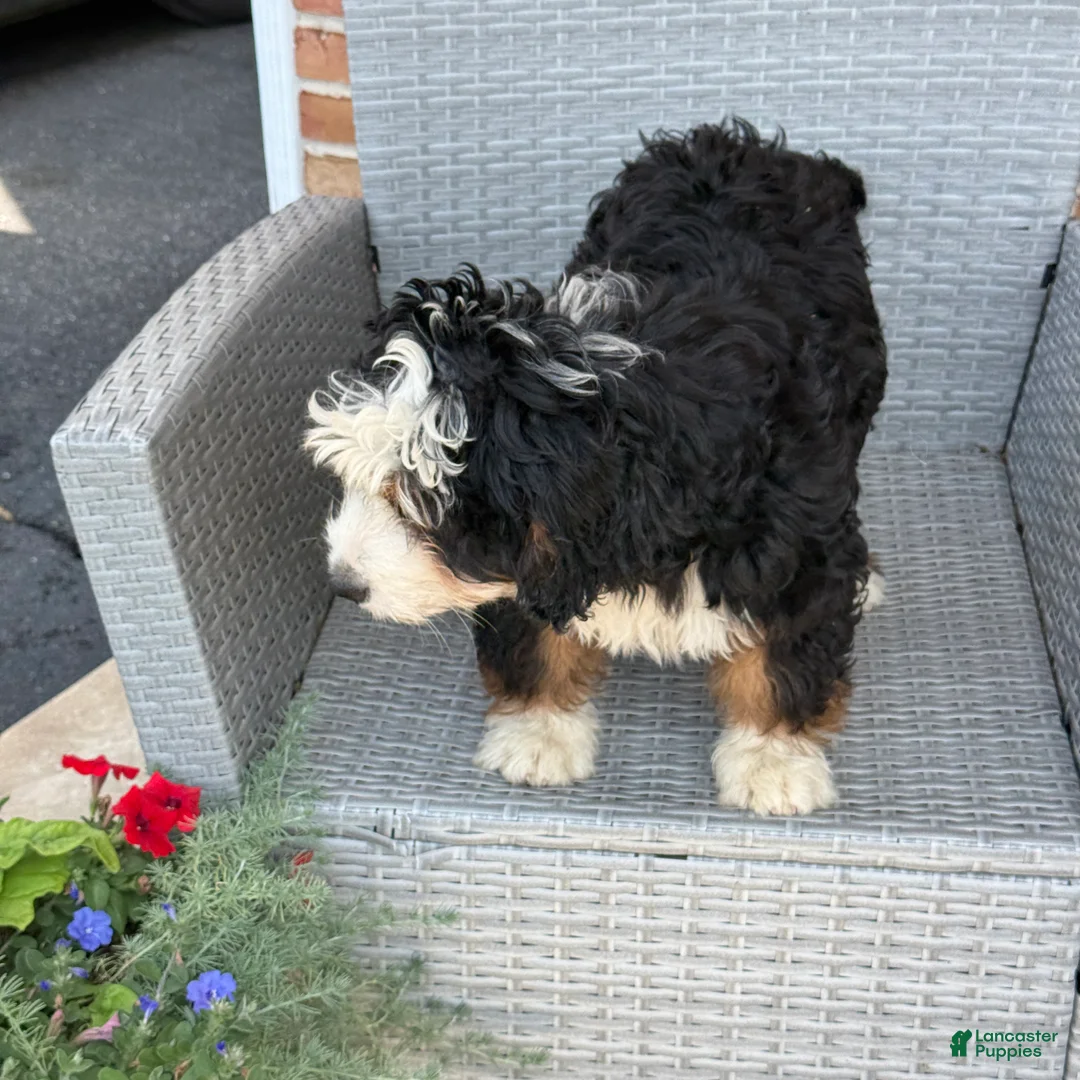 Mixed Breed dogs for sale: Dolly - Ad 2