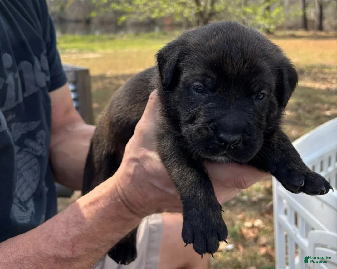 Mixed Breed dogs for sale: Light Green - Ad 2