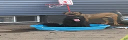 German Shepherd dogs for stud: Single dog her name is nena  - Ad 5