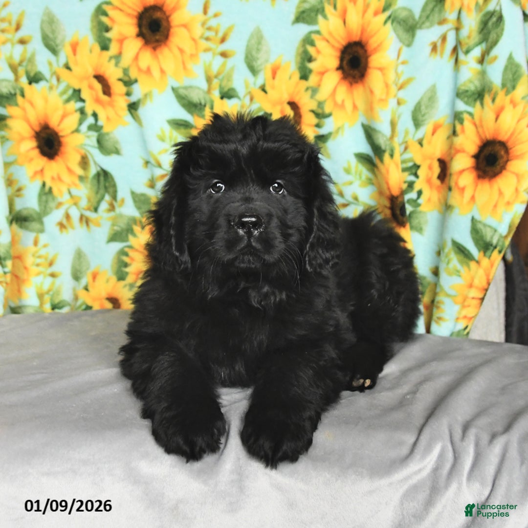 Newfoundland dogs for sale: Whoppers - Ad 3