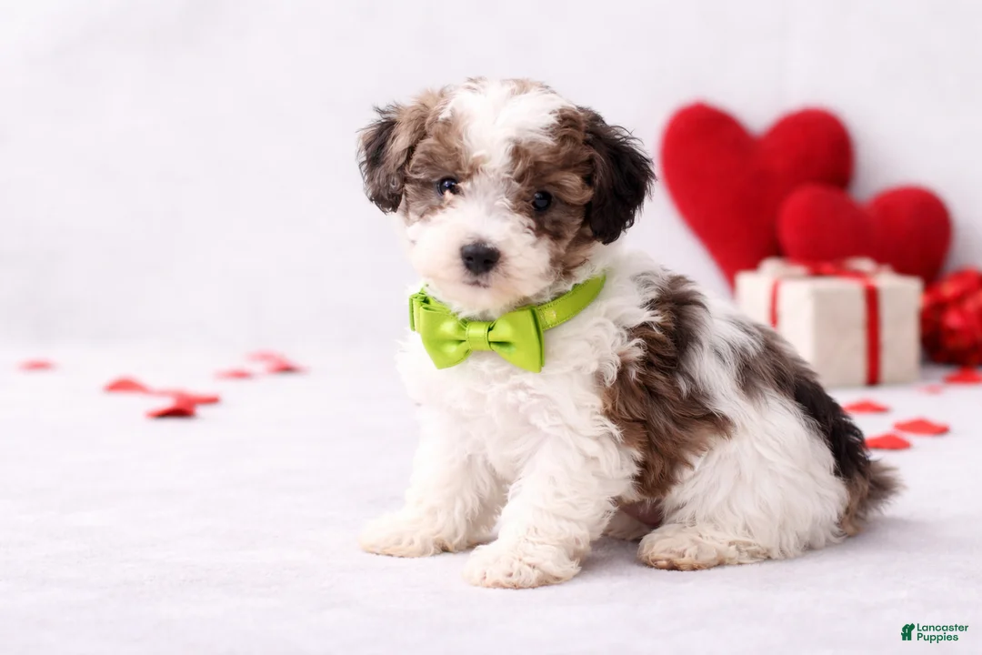 Miniature Poodle dogs for sale: 💚🤎 Spencer 🤎💚 - Ad 2