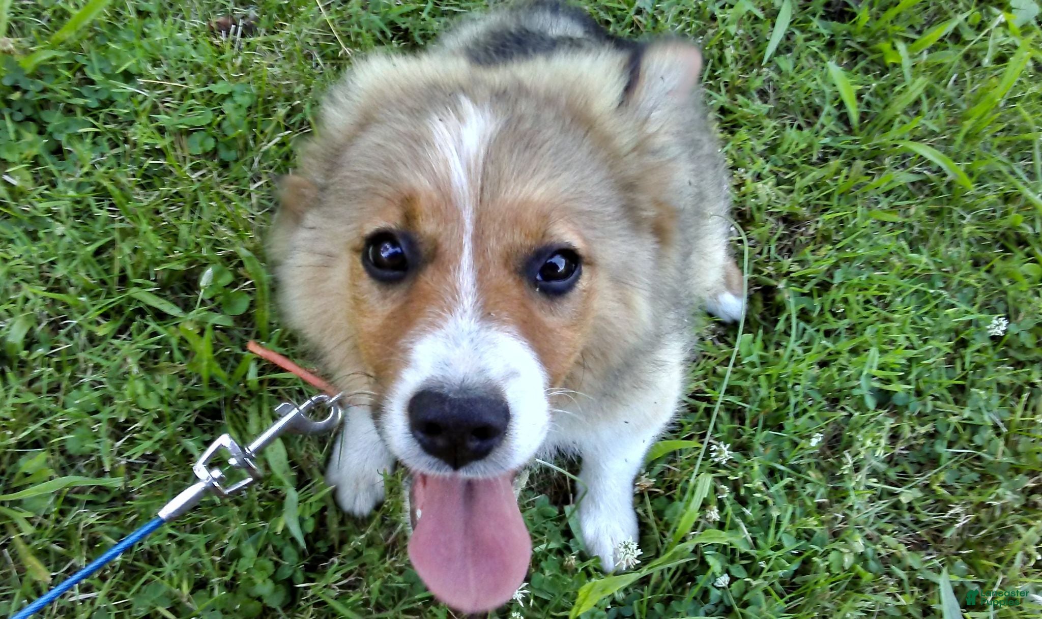 Australian Shepherd dogs Toby - Ad 1