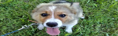 Toby