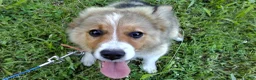 Australian Shepherd dogs for sale: Toby - Ad 1