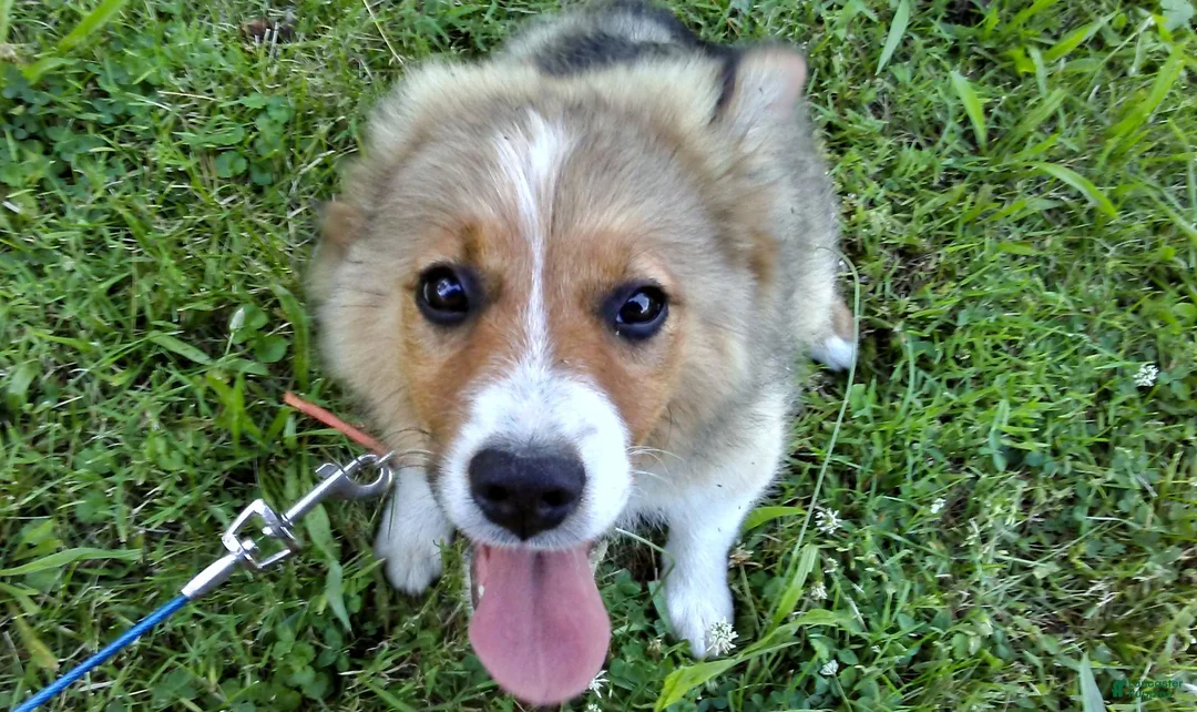 Australian Shepherd dogs for sale: Toby - Ad 1