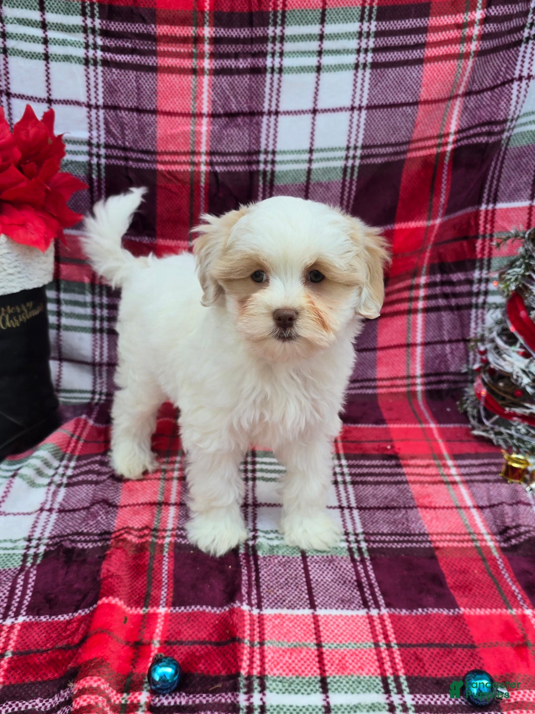Mixed Breed dogs for sale: Creek - Ad 12