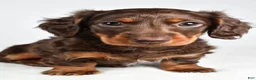 Miniature Dachshund dogs for sale: Sonny  - Ad 8