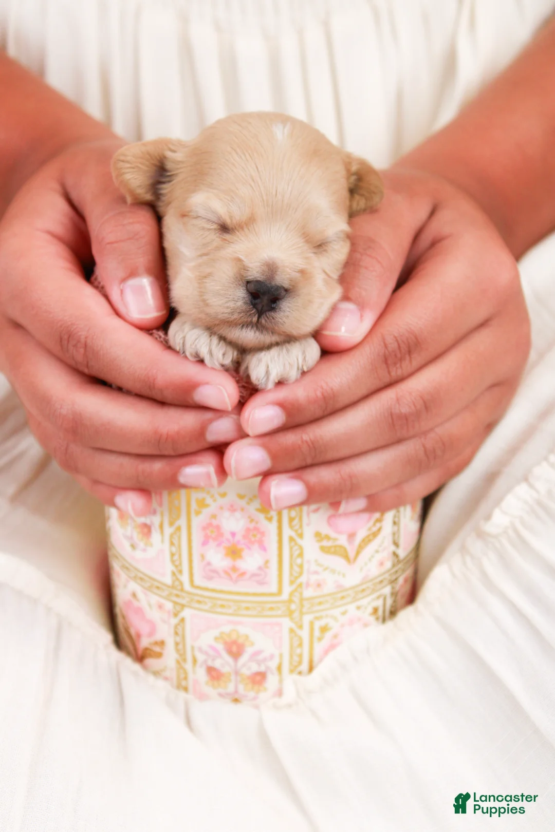 Maltipoo dogs for sale: Button - Ad 2