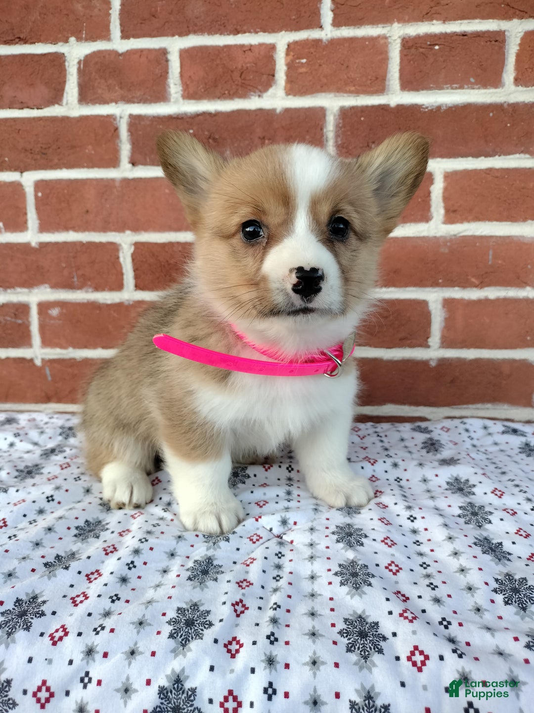 Welsh Corgi Pembroke dogs for sale: Maya - Ad 2