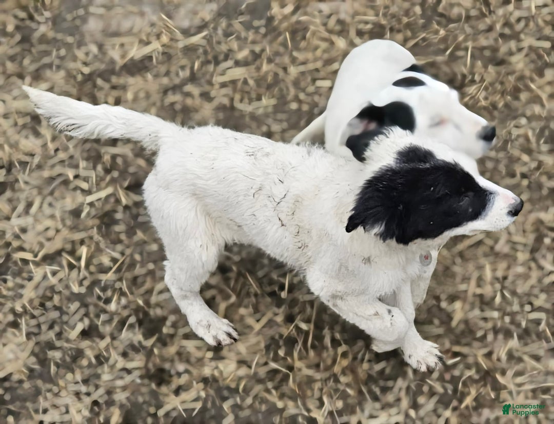 Border Collie dogs for sale: Divvy - Ad 23