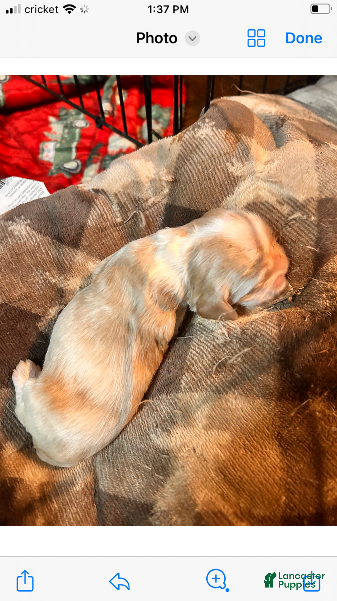 Cocker Spaniel dogs for sale: Cocker Spaniel Puppy 1 - Ad 9