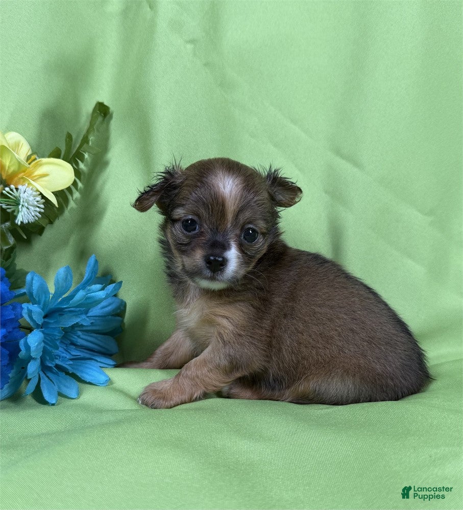 Chihuahua dogs Chihuahua Puppy 2 - Ad 16