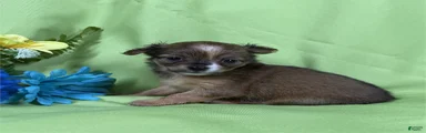 Chihuahua Puppy 2