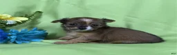 Chihuahua dogs for sale: Chihuahua Puppy 2 - Ad 1