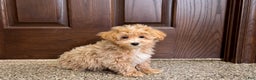 Maltipoo dogs for sale: Darling - Ad 7