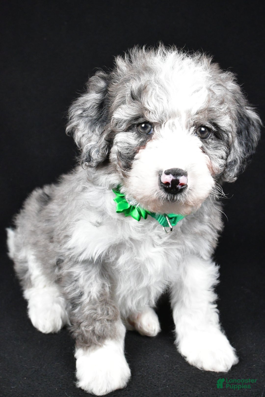 Sheepadoodle dogs for sale: Coco - Ad 6