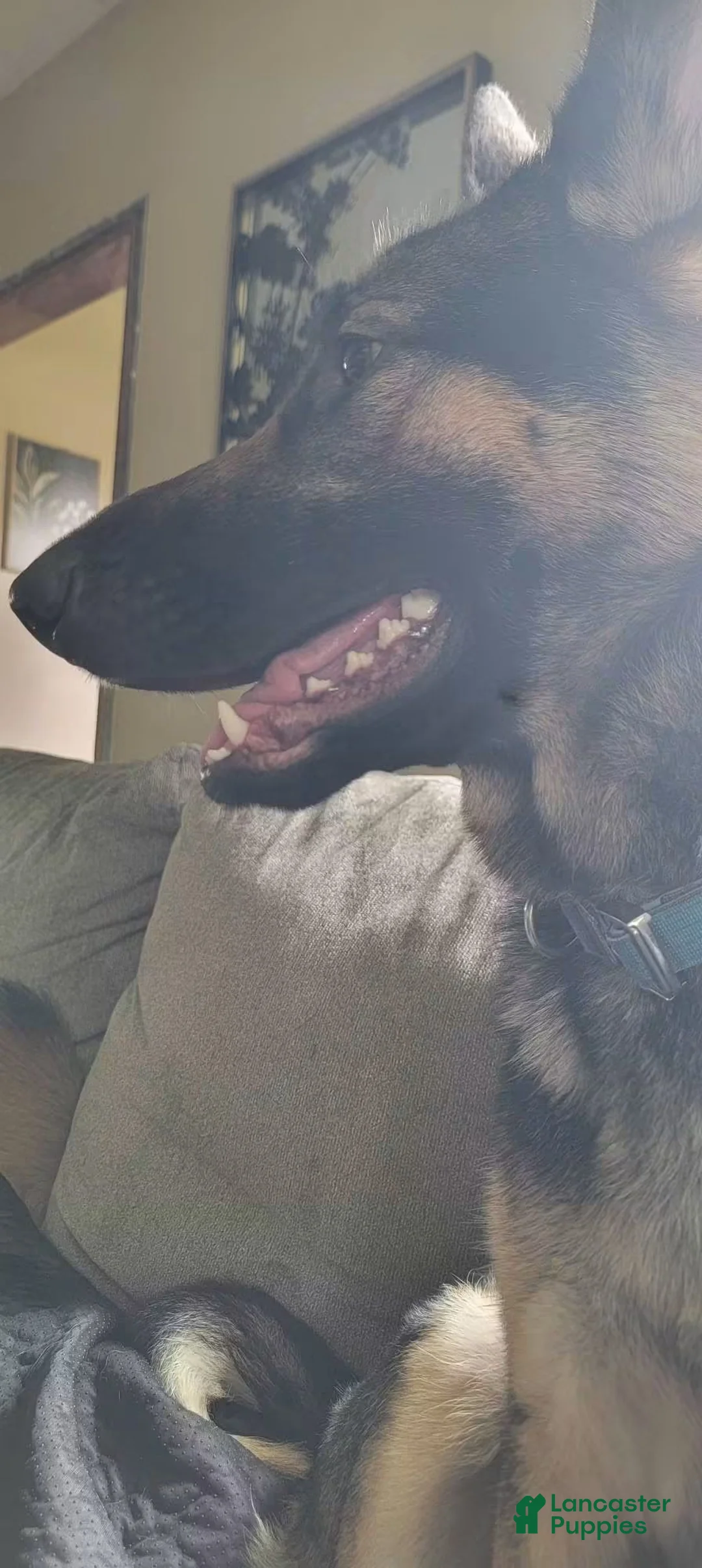 German Shepherd dogs for sale: German Shepherd 1 - Ad 6