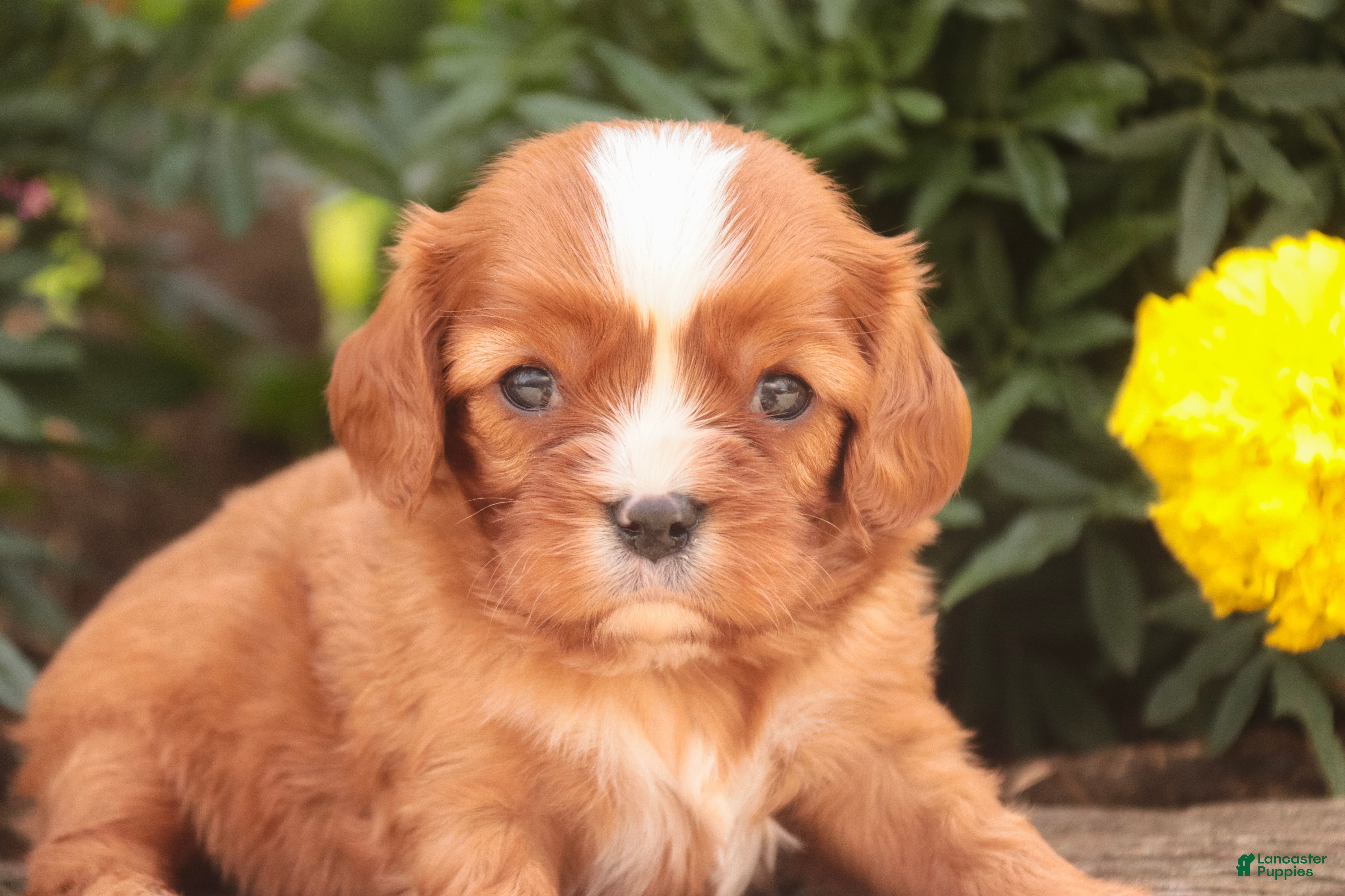 Cavalier King Charles Spaniel dogs Freddy Cavalier King Charles Spaniel  - Ad 1