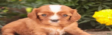 Freddy Cavalier King Charles Spaniel 