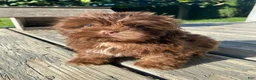 Shih Tzu dogs for sale: Tucker - Ad 7