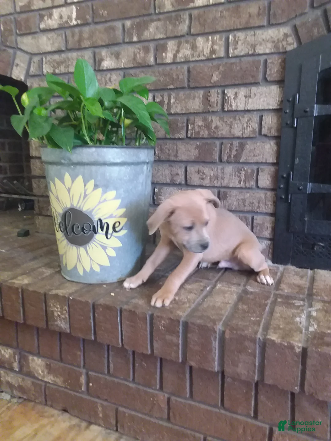 Mixed Breed dogs for sale: Mixed Breed Puppy 2 - Ad 1