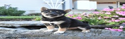Shiba Inu dogs for sale: Veronica - Ad 8