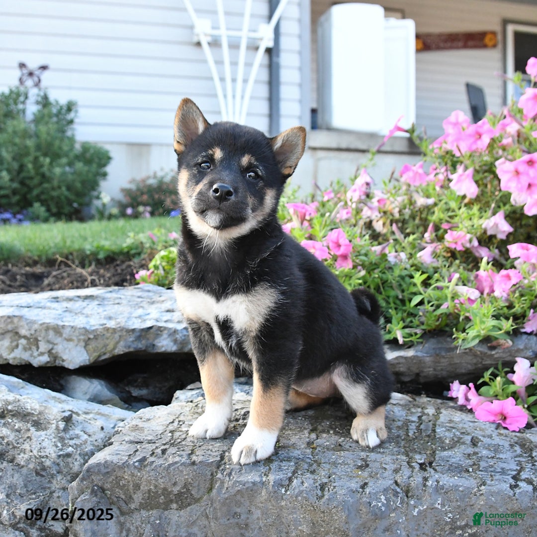 Shiba Inu dogs for sale: Veronica - Ad 8