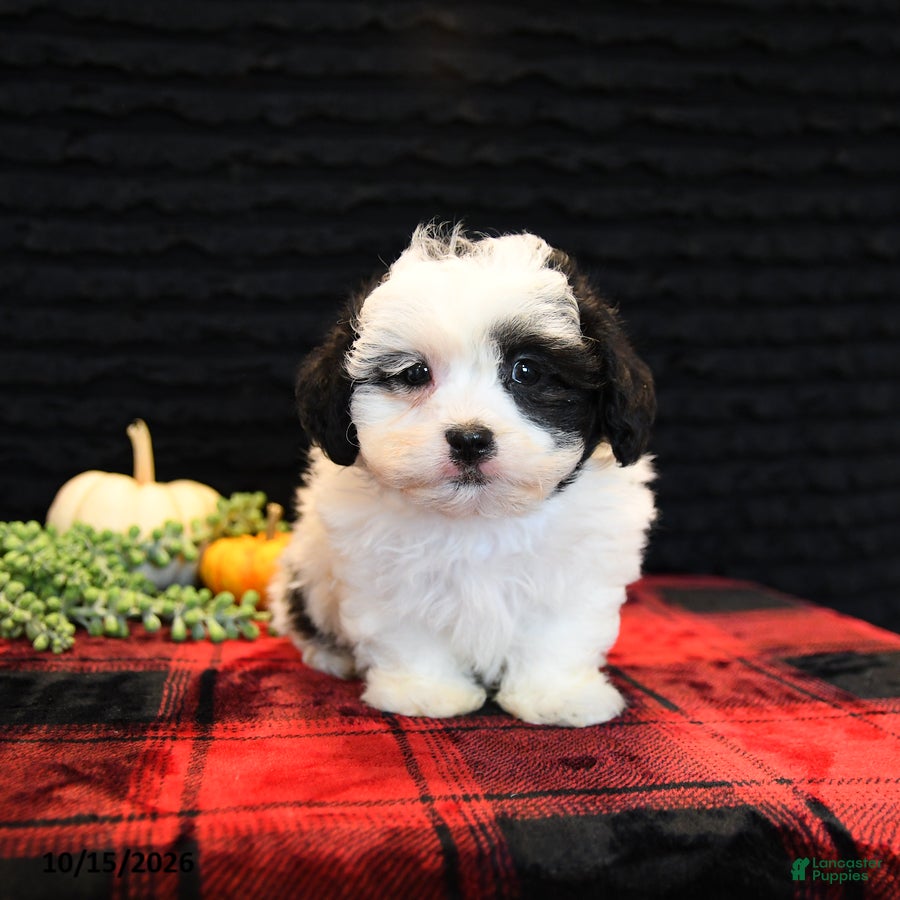 Teddy Bear dogs for sale: Peter - Ad 2