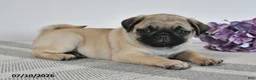 Pug dogs for sale: Estella - Ad 1